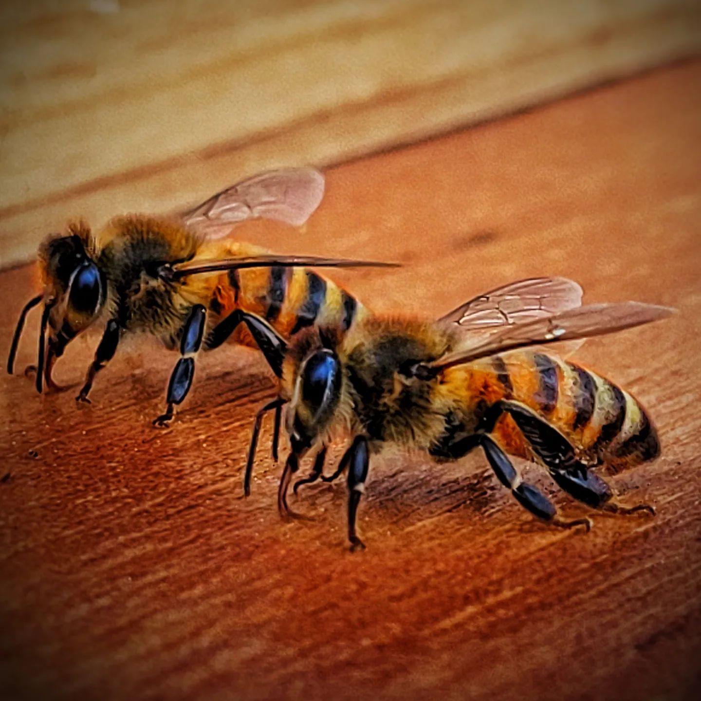Watching them work is mesmerizing.

#lazylabacres #honeybees #homestead #countryliving #beehive #beeyard #apiary #ourbees #beekeeping